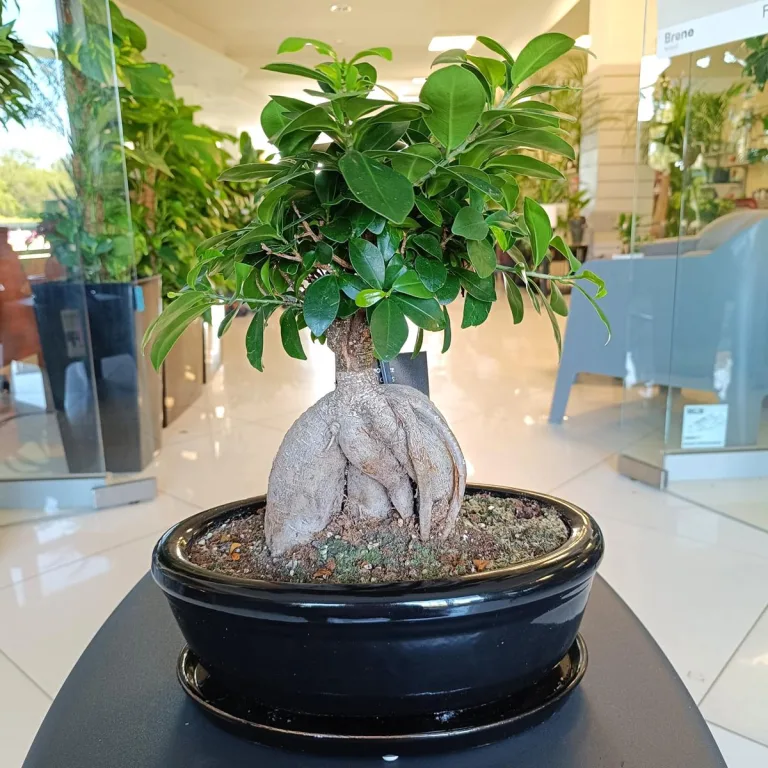 Bonsai figowiec tępolistny (Ficus Microcarpa 'Ginseng') w donicy 40cm