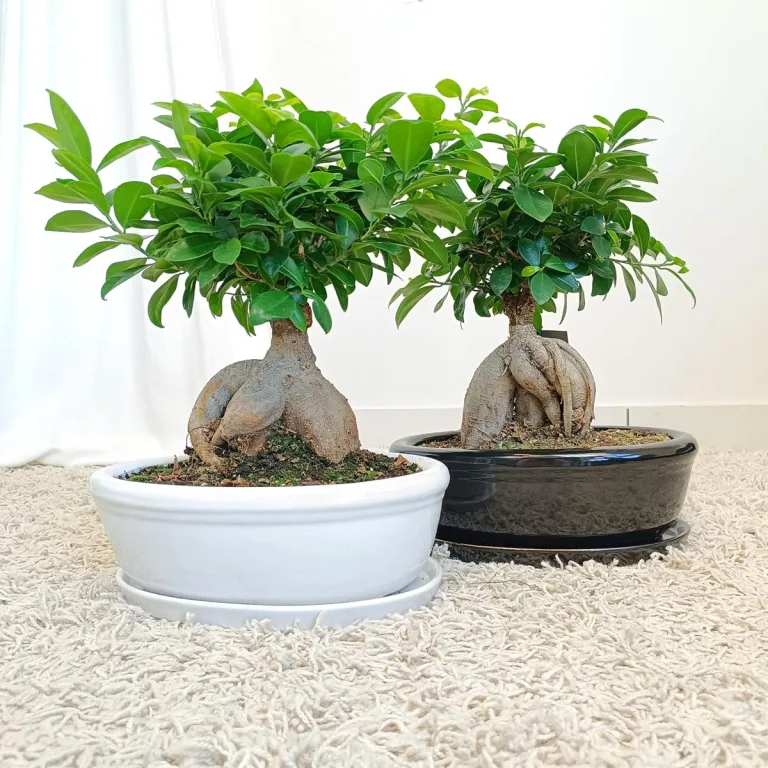 Bonsai figowiec tępolistny (Ficus Microcarpa 'Ginseng') w donicy 40cm