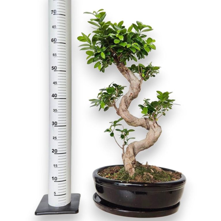 Bonsai figowiec tępolistny (Ficus Microcarpa 'Ginseng') w donicy 70cm