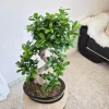 Bonsai figowiec tępolistny (Ficus Microcarpa 'Ginseng’) w donicy 70cm