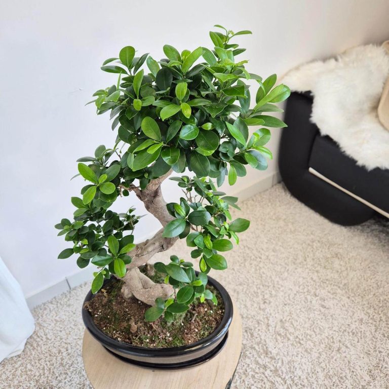Bonsai figowiec tępolistny (Ficus Microcarpa 'Ginseng') w donicy 70cm