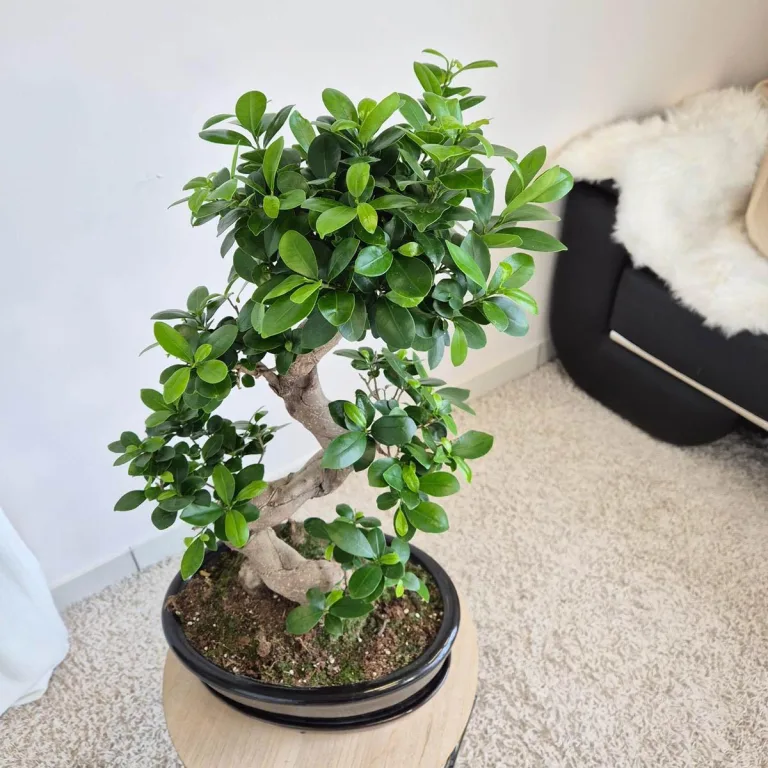 Bonsai figowiec tępolistny (Ficus Microcarpa 'Ginseng') w donicy 70cm