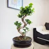 Bonsai figowiec tępolistny (Ficus Microcarpa 'Ginseng’) w donicy 70cm