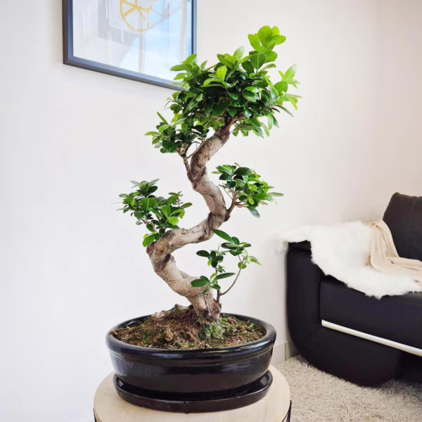 Bonsai figowiec tępolistny (Ficus Microcarpa 'Ginseng') w donicy 65-70cm