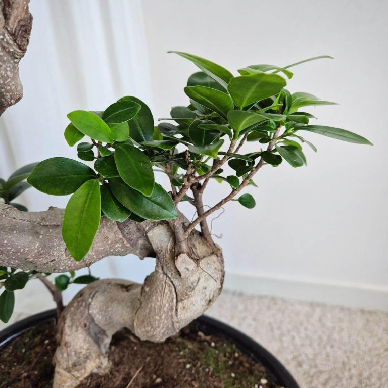 Bonsai figowiec tępolistny (Ficus Microcarpa 'Ginseng') w donicy 70cm