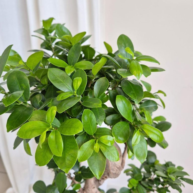 Bonsai figowiec tępolistny (Ficus Microcarpa 'Ginseng') w donicy 70cm