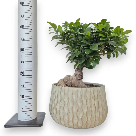 Bonsai figowiec tępolistny (Ficus Microcarpa 'Ginseng’) z osłonką