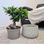 Bonsai figowiec tępolistny (Ficus Microcarpa 'Ginseng') z osłonką 45cm
