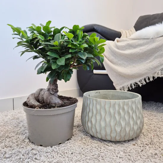 Bonsai figowiec tępolistny (Ficus Microcarpa 'Ginseng’) z osłonką