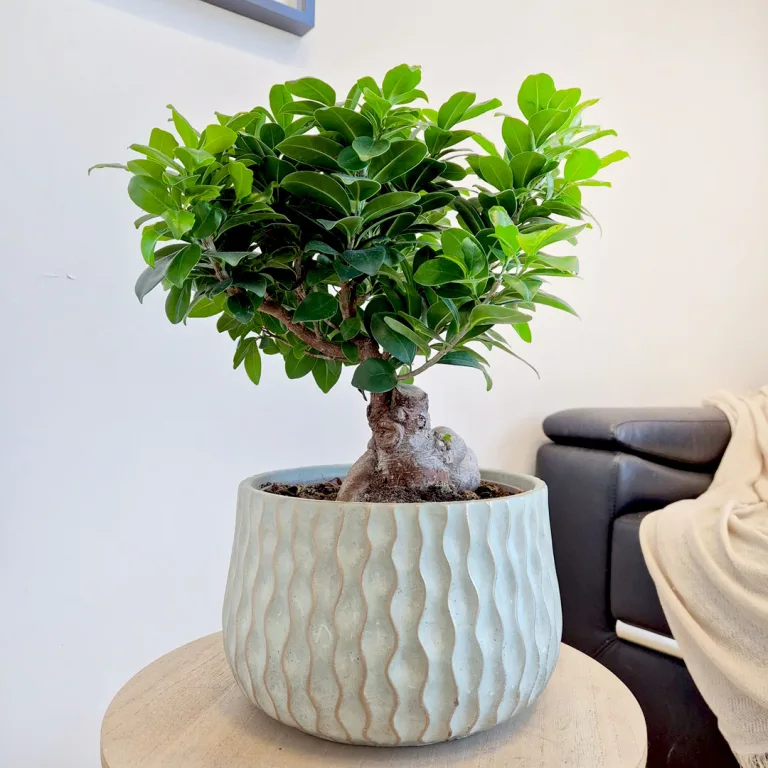 Bonsai figowiec tępolistny (Ficus Microcarpa 'Ginseng') z osłonką 45cm