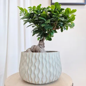 Bonsai figowiec tępolistny (Ficus Microcarpa 'Ginseng') z osłonką 45cm