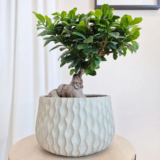 Bonsai figowiec tępolistny (Ficus Microcarpa 'Ginseng’) z osłonką