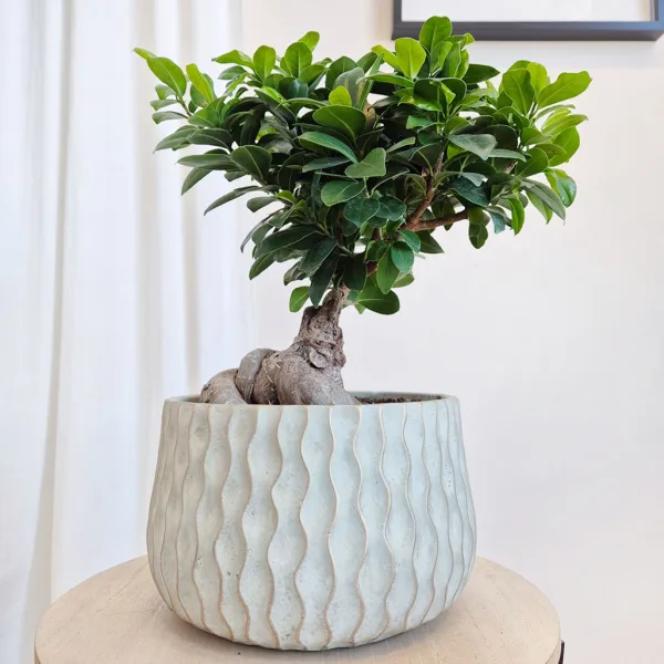 Bonsai figowiec tępolistny (Ficus Microcarpa 'Ginseng') z osłonką 45cm