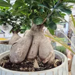 Bonsai figowiec tępolistny (Ficus Microcarpa 'Ginseng') z osłonką 45cm