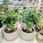 Bonsai figowiec tępolistny (Ficus Microcarpa 'Ginseng') z osłonką 45cm