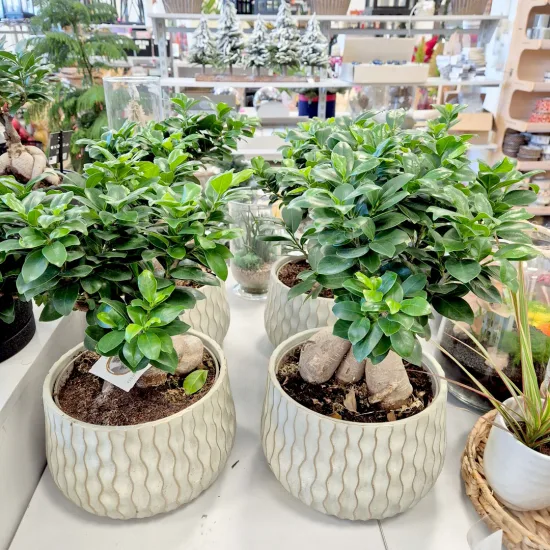 Bonsai figowiec tępolistny (Ficus Microcarpa 'Ginseng’) z osłonką