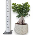 Bonsai figowiec tępolistny (Ficus Microcarpa 'Ginseng') 55cm