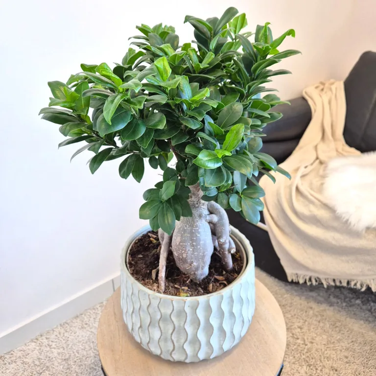 Bonsai figowiec tępolistny (Ficus Microcarpa 'Ginseng') 55cm