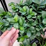 Bonsai figowiec tępolistny (Ficus Microcarpa 'Ginseng') 55cm