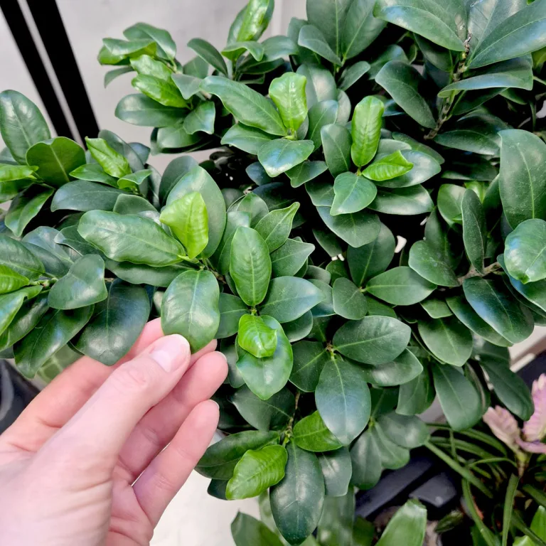 Bonsai figowiec tępolistny (Ficus Microcarpa 'Ginseng') 55cm