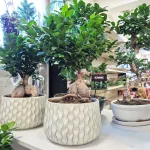 Bonsai figowiec tępolistny (Ficus Microcarpa 'Ginseng') 55cm