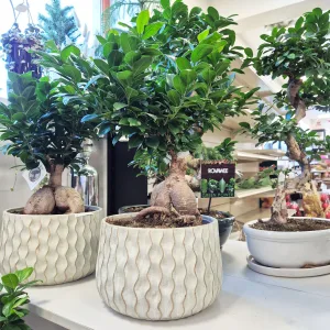 Bonsai figowiec tępolistny (Ficus Microcarpa 'Ginseng') 55cm