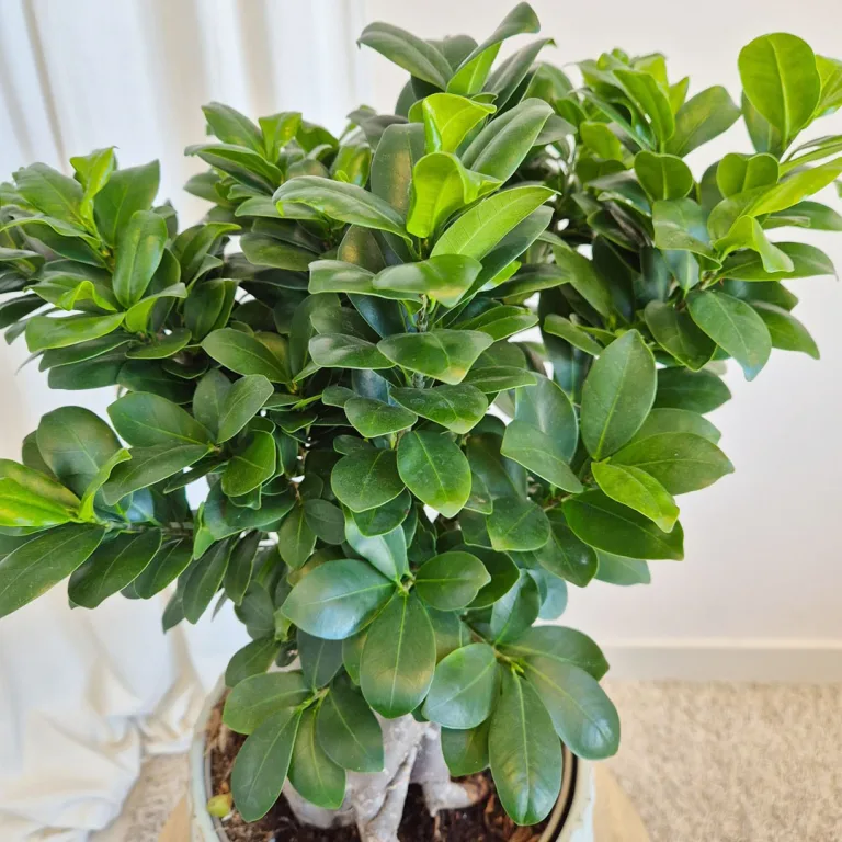 Bonsai figowiec tępolistny (Ficus Microcarpa 'Ginseng') 55cm