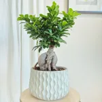 Bonsai figowiec tępolistny (Ficus Microcarpa 'Ginseng') 55cm