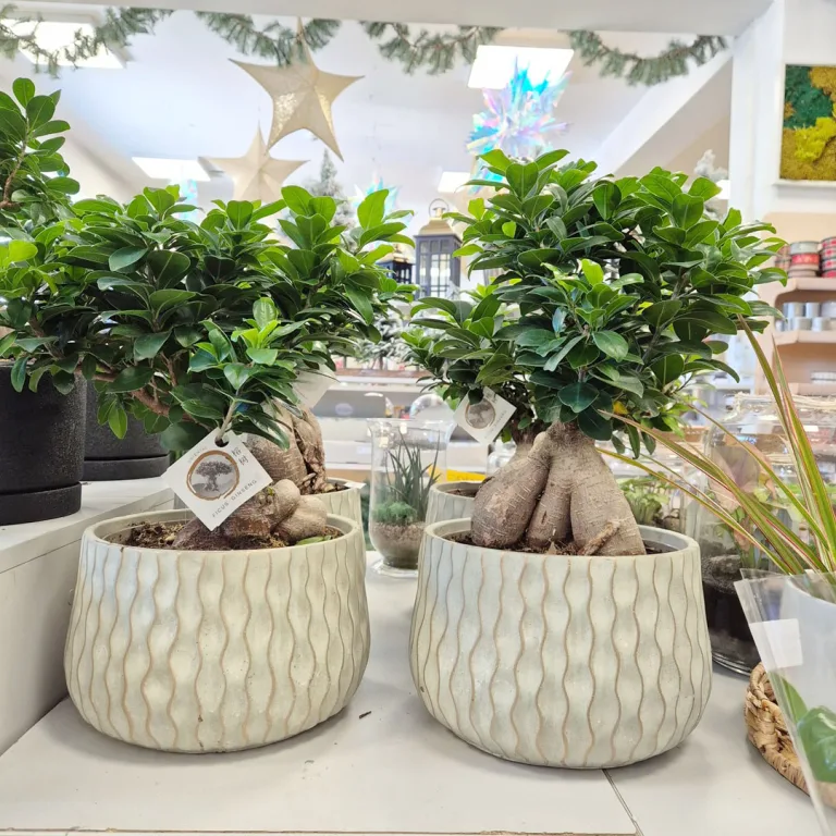 Bonsai figowiec tępolistny (Ficus Microcarpa 'Ginseng') 55cm