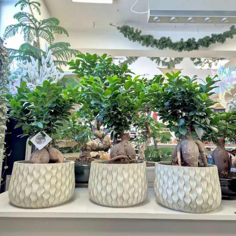 Bonsai figowiec tępolistny (Ficus Microcarpa 'Ginseng') 55cm