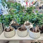 Bonsai figowiec tępolistny (Ficus Microcarpa 'Ginseng') 55cm