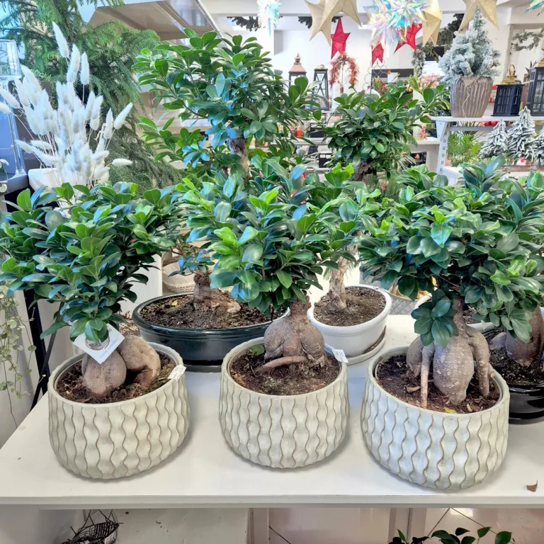 Bonsai figowiec tępolistny (Ficus Microcarpa 'Ginseng') 55cm