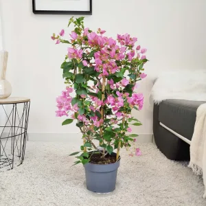Bugenwilla ('Bougainvillea Sanderiana') różowa 80cm