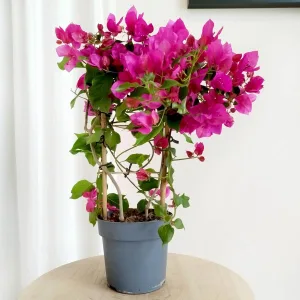Bugenwilla ('Bougainvillea Sanderiana') fuksja 45cm