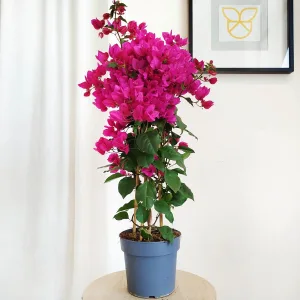 Bugenwilla ('Bougainvillea Sanderiana') fuksja 80cm