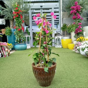 Bugenwilla ('Bougainvillea') różowa 60-70cm