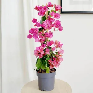 Bugenwilla ('Bougainvillea') różowa 65cm