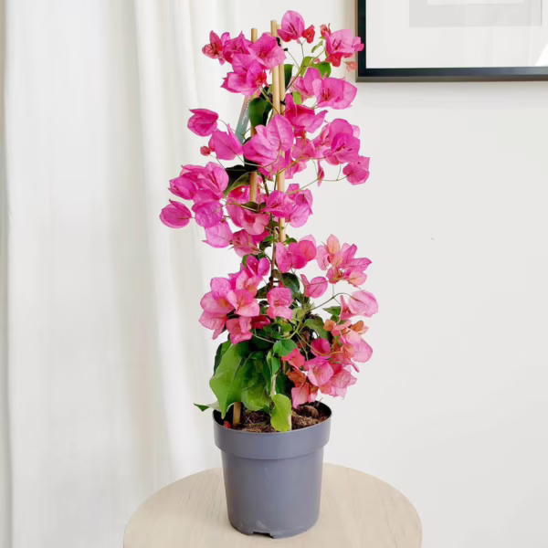 Bugenwilla ('Bougainvillea') różowa 60-70cm