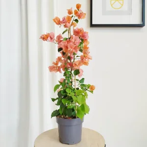 Bugenwilla ('Bougainvillea') łososiowa 65cm