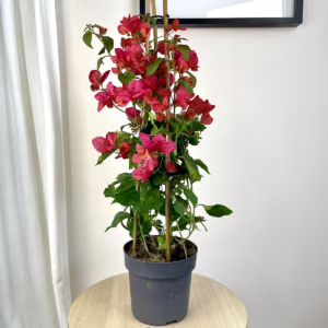 Bugenwilla ('Bougainvillea') różowa 65m