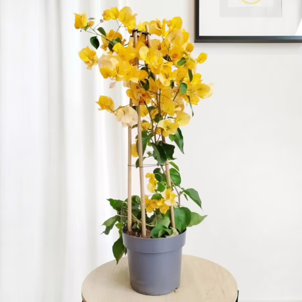 Bugenwilla ('Bougainvillea') żółta 65-70m