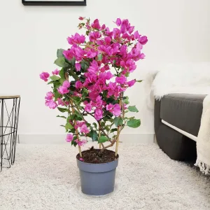 Bugenwilla ('Bougainvillea Sanderiana') fuksja 80cm