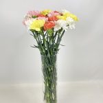 Bukiet kwiatów ciętych - kolorowe goździki