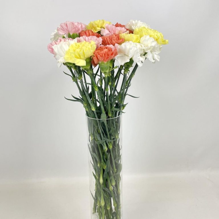 Bukiet kwiatów ciętych - kolorowe goździki