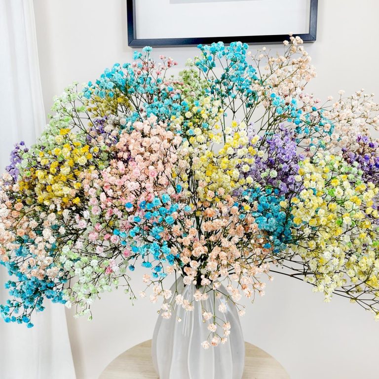 Gipsówka żywa gotowy bukiet kolorowy duży