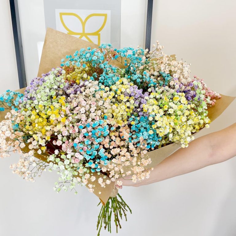 Gipsówka żywa gotowy bukiet kolorowy duży