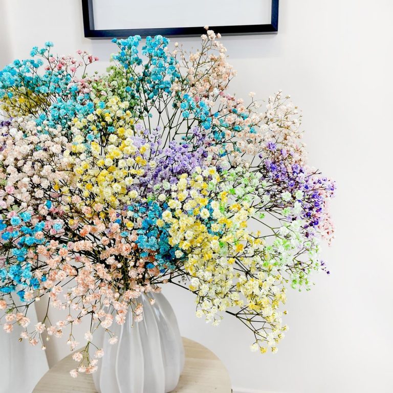 Gipsówka żywa gotowy bukiet kolorowy duży