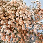 Gipsówka żywa gotowy bukiet pomarańczowy duży