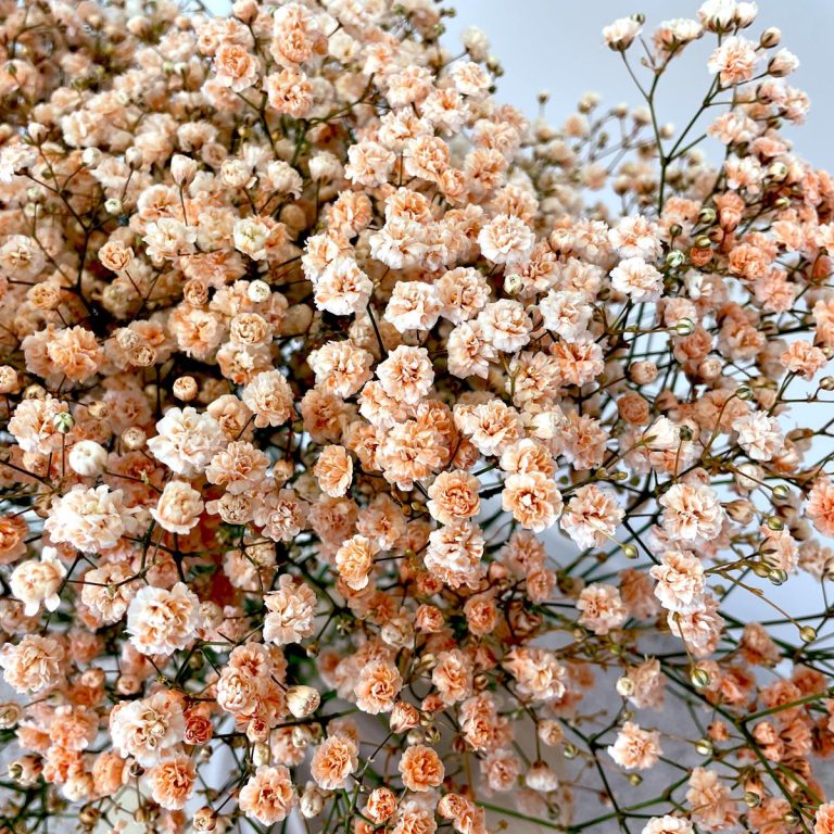 Gipsówka żywa gotowy bukiet pomarańczowy duży