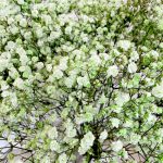 Gipsówka żywa gotowy bukiet zielony duży